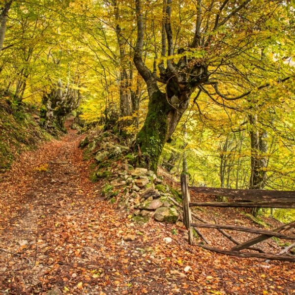 24.parque-natural-de-redes