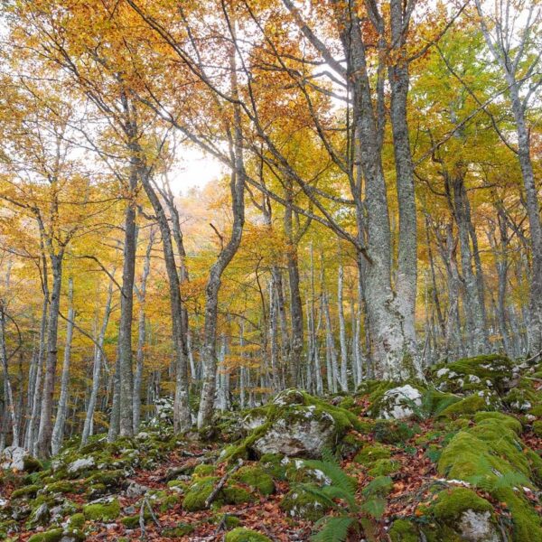 34.parque-natural-de-redes